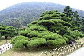 Japanese Garden Wikipedia Japanese Garden Japan Garden Garden Trees