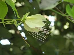 Image result for Crateva