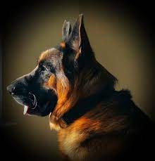 It is recommended to take the puppy to the vet within 48 hours of arrival to approve. Ayers Legends German Shepherds