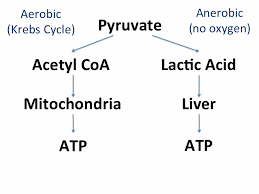 Conversion Of Muscle To Meat Meat Science