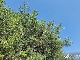 Image result for Ventilago