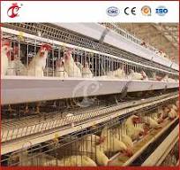 Bestchickencage a Type Layer Cage China Chicken Grower Layer Cage Factory  OEM Custom Easily Clean Wooden Poultry Layer Cage Configuration Chicken  Coop ...