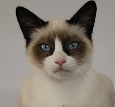 Snowshoe Cat Who Loved Everyone In My Family Hayvan Kedi Hayvanlar