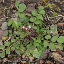 Das hängt davon ab, wo es sich befindet und wie der persönliche anspruch an den garten aussieht. Unkraut Bestimmen