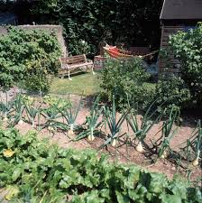 kitchen gardening: green home landscape
