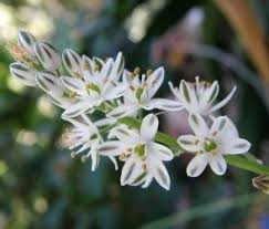Image result for Albuca setosa