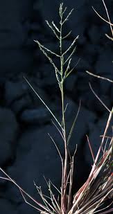 Image result for Leptochloa uniflora