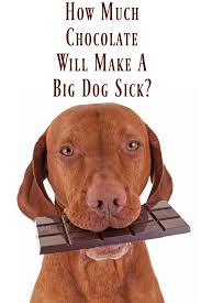 Treatment is required for dogs who have eaten 3.5g of dark chocolate for every kilogram they weigh and 14g of milk chocolate for every kilogram they weigh. How Much Chocolate Will Make A Big Dog Sick My Brown Newfies