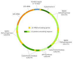 Pin On Dna Rna