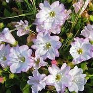 Image result for Falkia oblonga