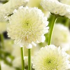 We did not find results for: Zip Mini Button Pom White Flower Fiftyflowers Com White Flowers Real Wedding Flowers Flowers
