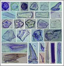 Image result for Acrachne