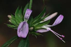 Image result for Dicliptera minor