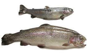 Ah que c'est difficile de leurrer une truite arc en ciel qui a grandit dans la rivière et qui a vus défiler quelques leurres. Pisciculture Elevage Piscicole Du Paradis Aquatique