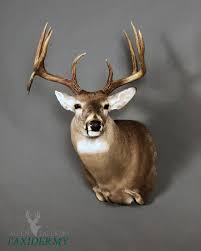 If you must split the leg, split it on the backside of the leg and cut from under the skin out. Poses Allen Palermo Taxidermy