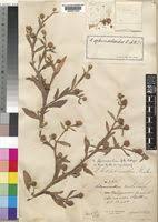 Image result for Sphaeranthus africanus