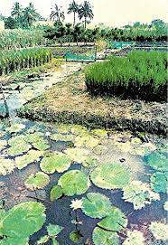 Image result for Echinochloa pyramidalis