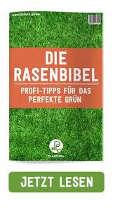 Rasen Vertikutieren Warum Wann Wie Oft Plantura Rasenpflege Im Fruhjahr Rasenpflege Rasen Dungen