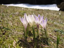 Krokusse vermehren sich selbst durch samen und vor allem durch brutknollen. Fruhlings Krokus Wikipedia