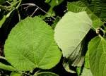 Image result for Grewia herbacea
