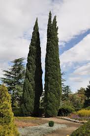 Image result for Cupressus sempervirens