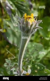 Image result for Tithonia tubaeformis