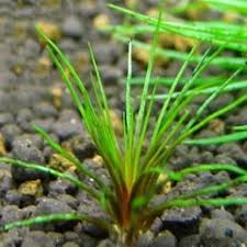 Image result for Tricalysia sp. E