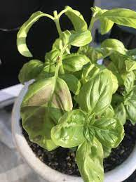 Now if you're producing basil for personal use then this might not be a huge problem. Pin On Gardening