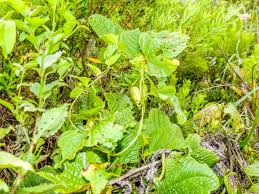 Image result for Antherotoma angustifolia