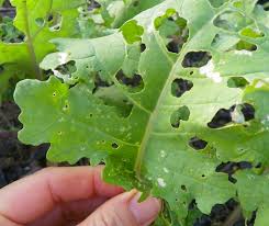 Maybe you would like to learn more about one of these? Controlling Caterpillars In Vegetable Gardens North Carolina Cooperative Extension