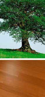 Como hacer mesa con tronco de árbol!!!!. Guia Definitiva De La Madera Woodenson Colombia