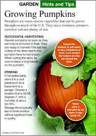 We did not find results for: Gardening I Have Stella De Oro Daylilies Can I Propagate Them Through Seeds Indianapolis Business Journal