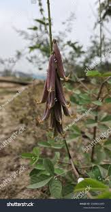 Image result for Crotalaria oocarpa