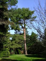 Image result for Hunteria densiflora