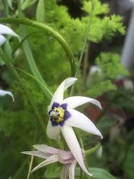 Image result for Walleria mackenziei