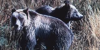 From Consolidation to Chaos: Oppositional Stances within the Critical  Reception of Bear – The Channel