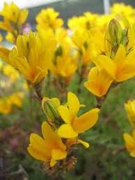 Image result for Monopsis