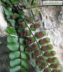 Image result for Trichomanes