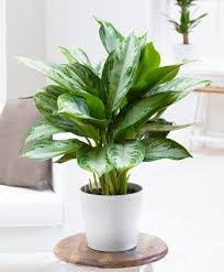 Pin On Houseplants