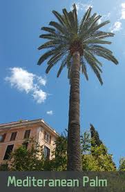 From slow growing pony tail palm trees to fast growing mexican fan palm trees, desert horizon nursery has the perfect specimen palm tree for your landscape. How Fast Do Palm Trees Grow In Arizona Phoenix Trim A Tree Llc
