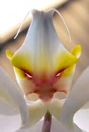 Check spelling or type a new query. Angry Orchid Strange Flowers Amazing Flowers Orchid Flower