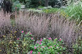 We did not find results for: Standing Ovation Bluestem Schizachyrium Scoparium Standing Ovation In Boston Hopkinton Chelmsford Hingham Middleborough Massachusetts Ma At Weston Nurseries