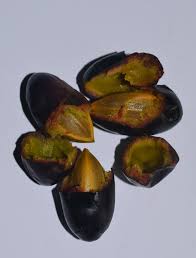 Image result for Canarium schweinfurthii