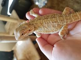 Twice a week works even better in the summer months. How Much Should I Feed My 7 Month Old Bearded Dragon Quora