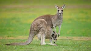 Endemism is the state of a species being native to a single defined geographic location, such as an island, state, nation, country or other defined zone; Cuales Son Las Especies Endemicas