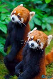 Red Pandas Animals Beautiful Cute Animals Animals Wild