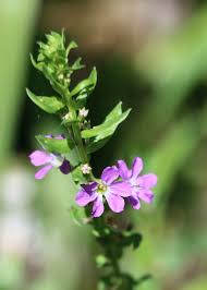 Image result for Lythraceae