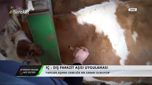 Veteriner Hekimin Not Defteri Ic Dis Parazit Asi Yuksek Gebe Hayvanlarda Uygulanir Mi Youtube