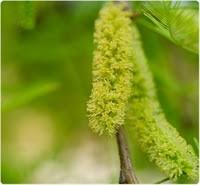 Image result for Athrixia phylicoides