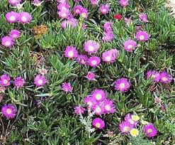 Le piante grasse pendenti rappresentano una vera e propria variazione sul tema elle piante grasse e succulente così come le intendiamo in senso comune. Piante Grasse Rampicanti